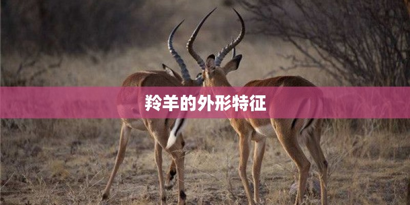 羚羊的外形特征