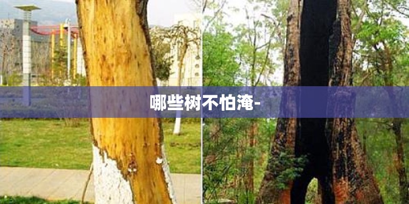 哪些树不怕淹-