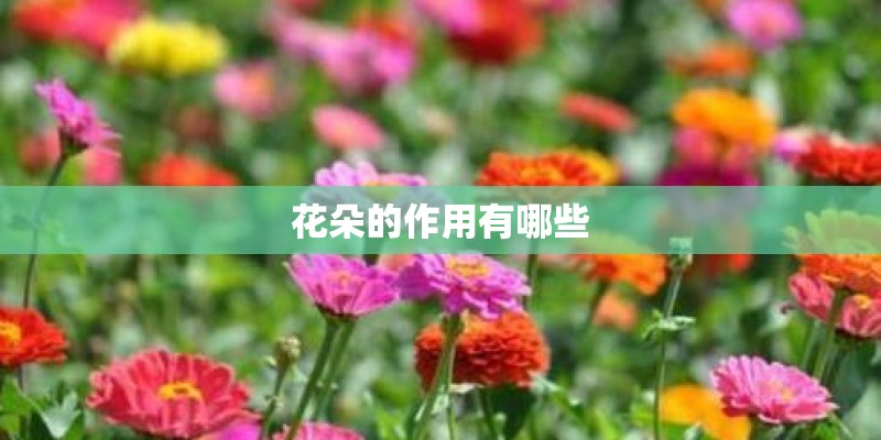 花朵的作用有哪些