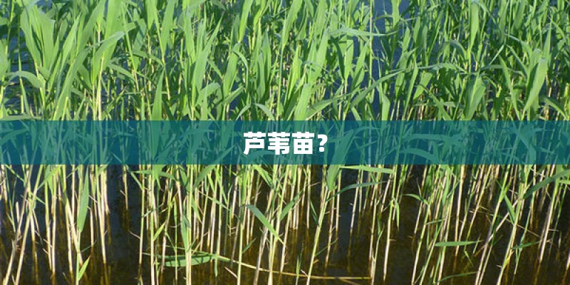芦苇苗？