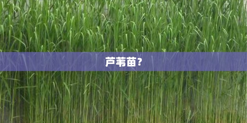 芦苇苗？