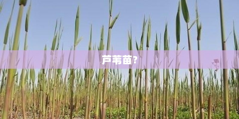 芦苇苗？