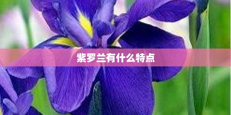 紫罗兰有什么特点