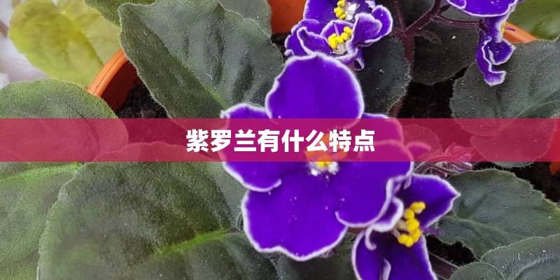 紫罗兰有什么特点