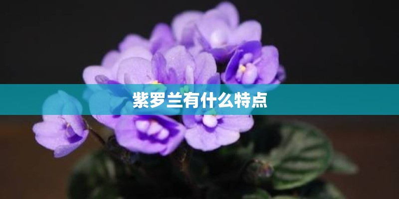 紫罗兰有什么特点