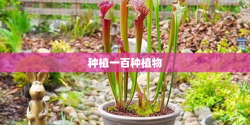 种植一百种植物