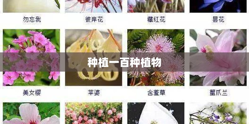 种植一百种植物