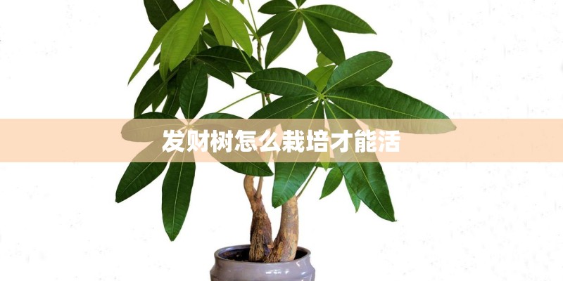 发财树怎么栽培才能活