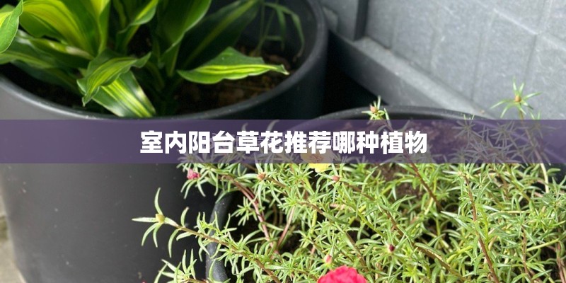 室内阳台草花推荐哪种植物