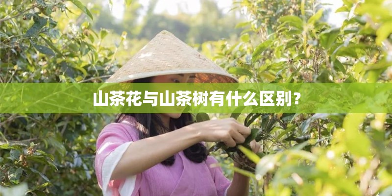 山茶花与山茶树有什么区别？