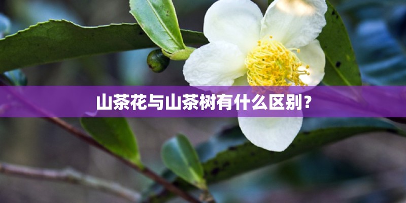 山茶花与山茶树有什么区别？