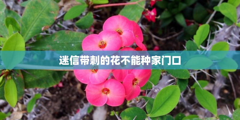 迷信带刺的花不能种家门口