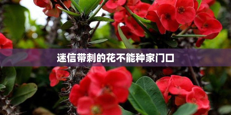 迷信带刺的花不能种家门口