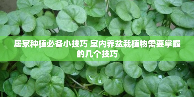 居家种植必备小技巧 室内养盆栽植物需要掌握的几个技巧