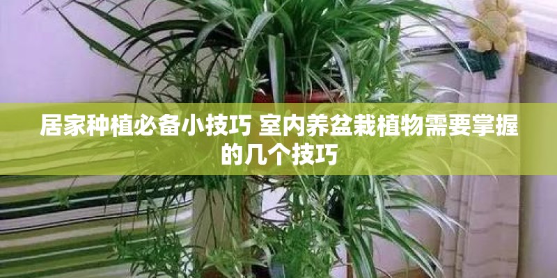 居家种植必备小技巧 室内养盆栽植物需要掌握的几个技巧