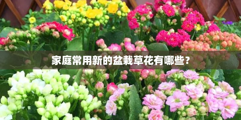 家庭常用新的盆栽草花有哪些？