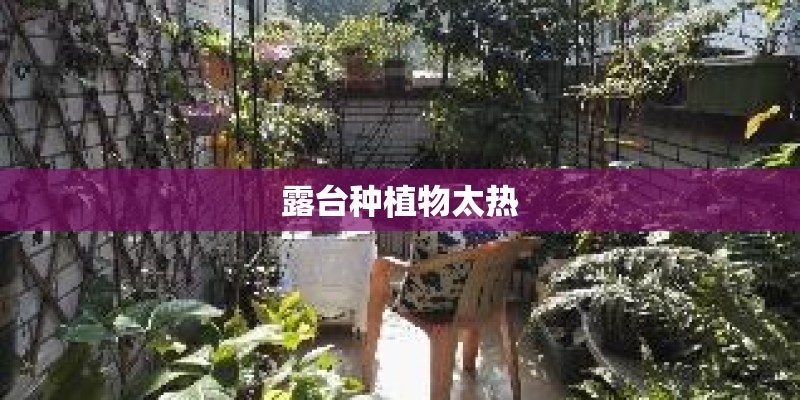 露台种植物太热