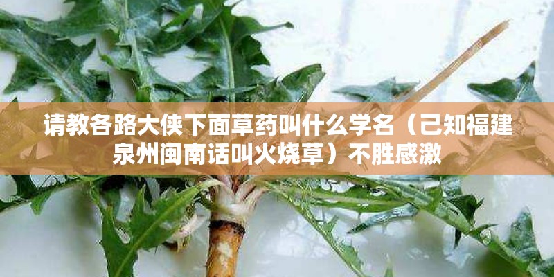 请教各路大侠下面草药叫什么学名（己知福建泉州闽南话叫火烧草）不胜感激