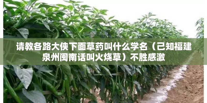 请教各路大侠下面草药叫什么学名（己知福建泉州闽南话叫火烧草）不胜感激