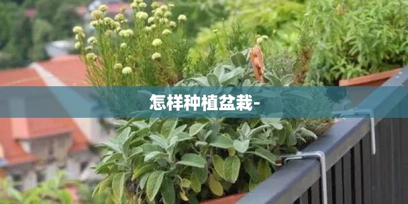 怎样种植盆栽-