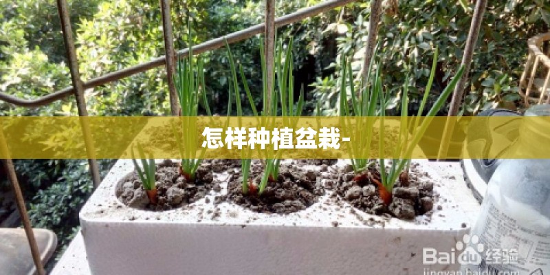 怎样种植盆栽-
