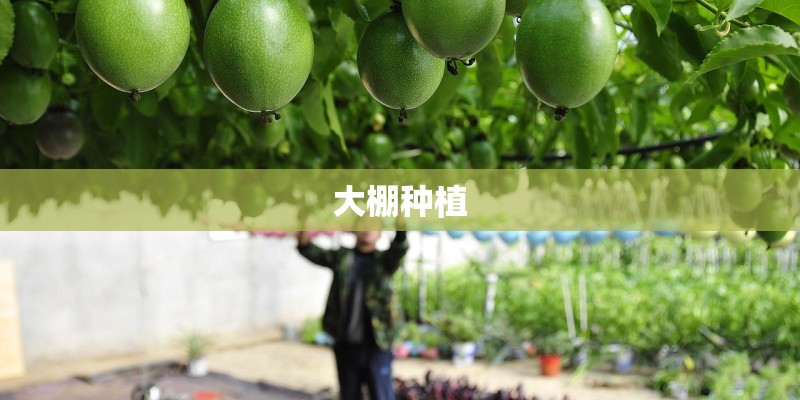 大棚种植