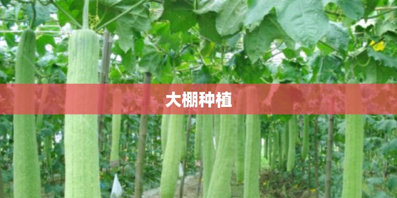 大棚种植