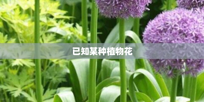已知某种植物花