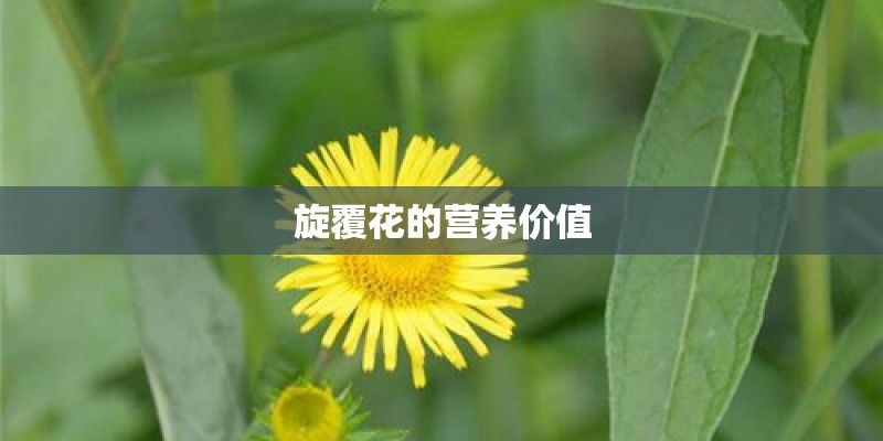 旋覆花的营养价值