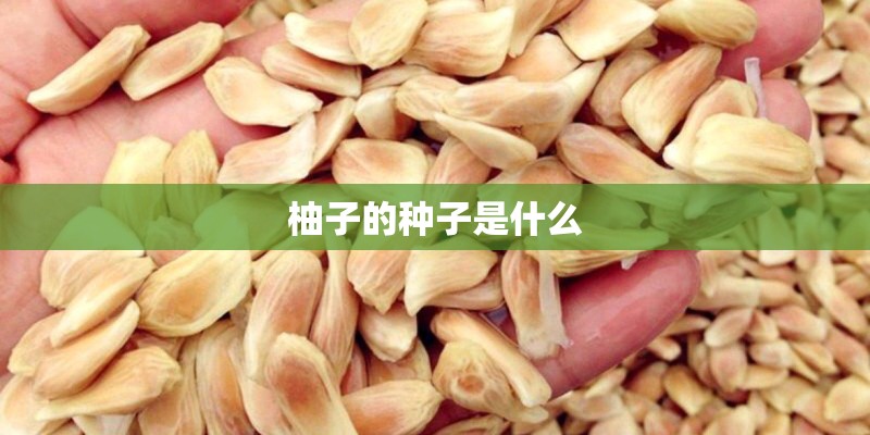柚子的种子是什么