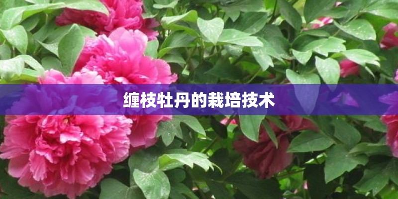 缠枝牡丹的栽培技术