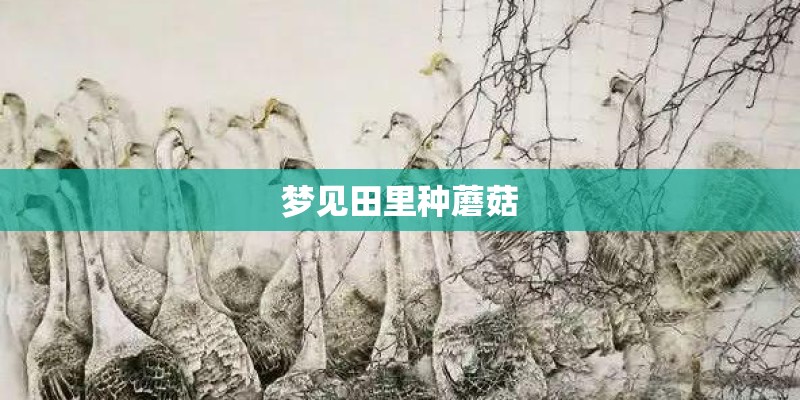 梦见田里种蘑菇