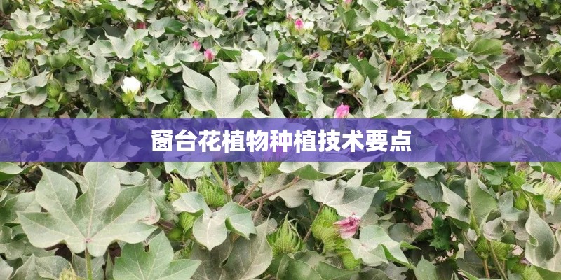 窗台花植物种植技术要点