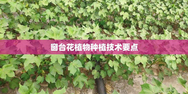 窗台花植物种植技术要点