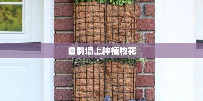 自制墙上种植物花