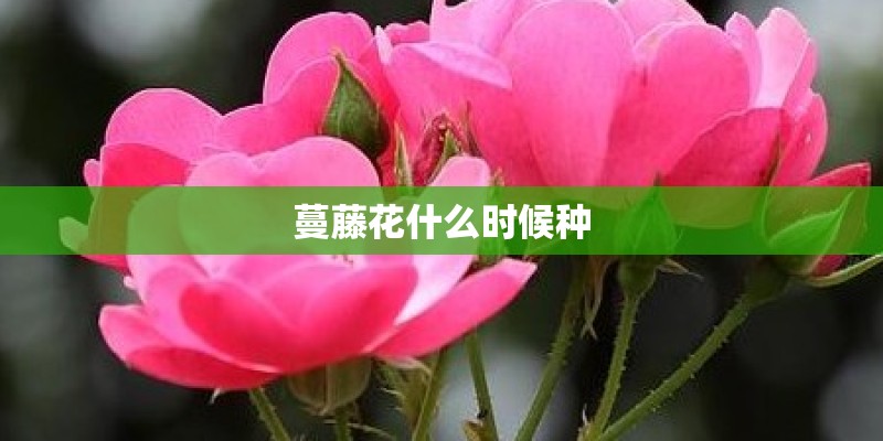 蔓藤花什么时候种
