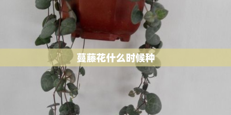 蔓藤花什么时候种