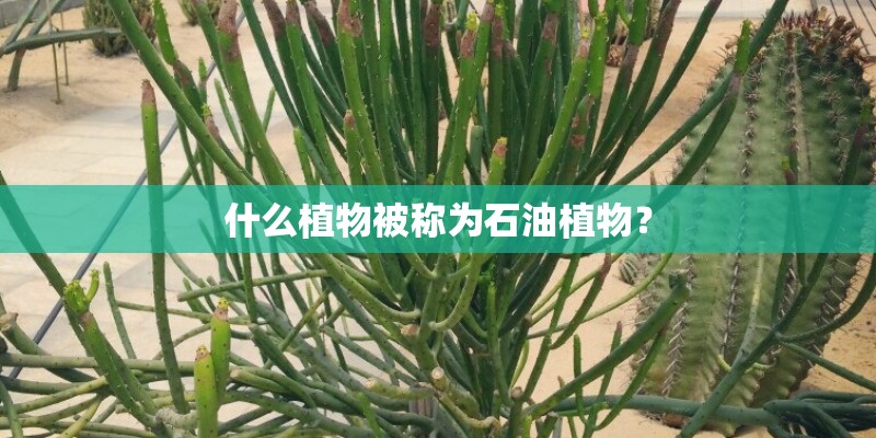 什么植物被称为石油植物？