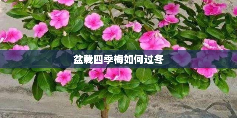 盆栽四季梅如何过冬