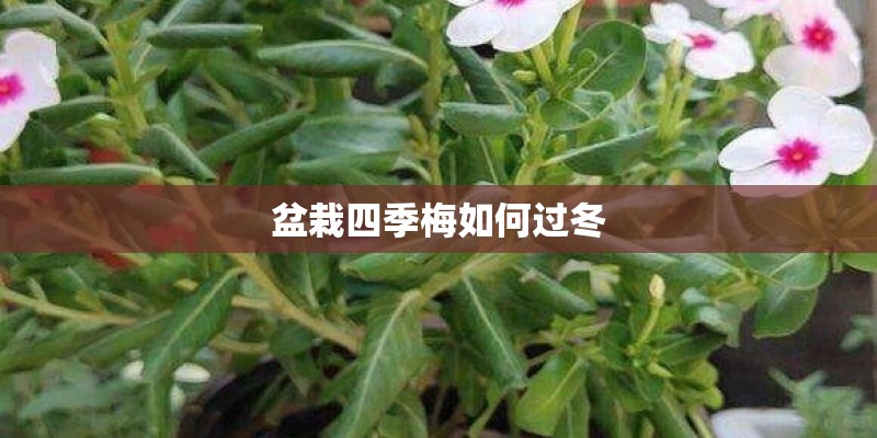 盆栽四季梅如何过冬