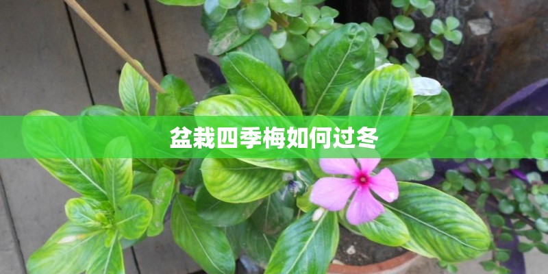 盆栽四季梅如何过冬