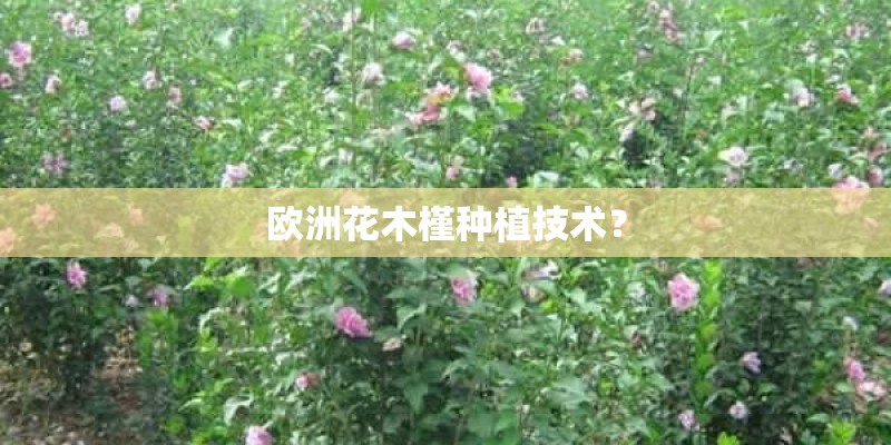 欧洲花木槿种植技术？