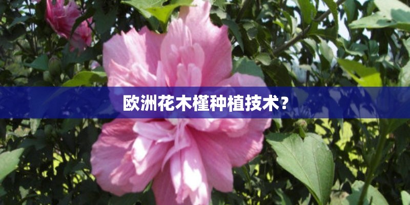 欧洲花木槿种植技术？