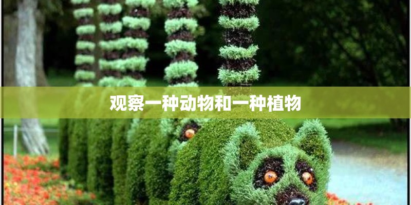 观察一种动物和一种植物