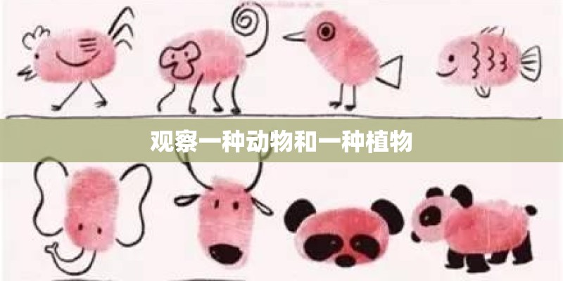 观察一种动物和一种植物