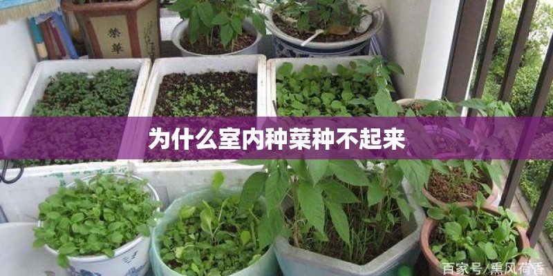 为什么室内种菜种不起来