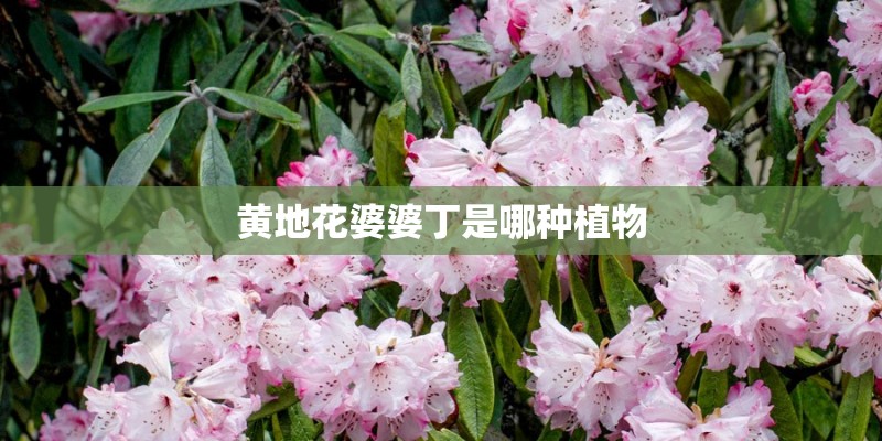 黄地花婆婆丁是哪种植物