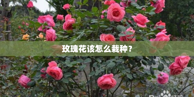玫瑰花该怎么栽种？