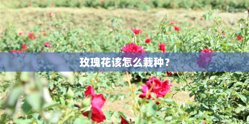 玫瑰花该怎么栽种？
