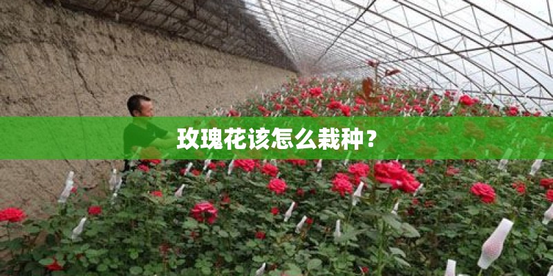 玫瑰花该怎么栽种？